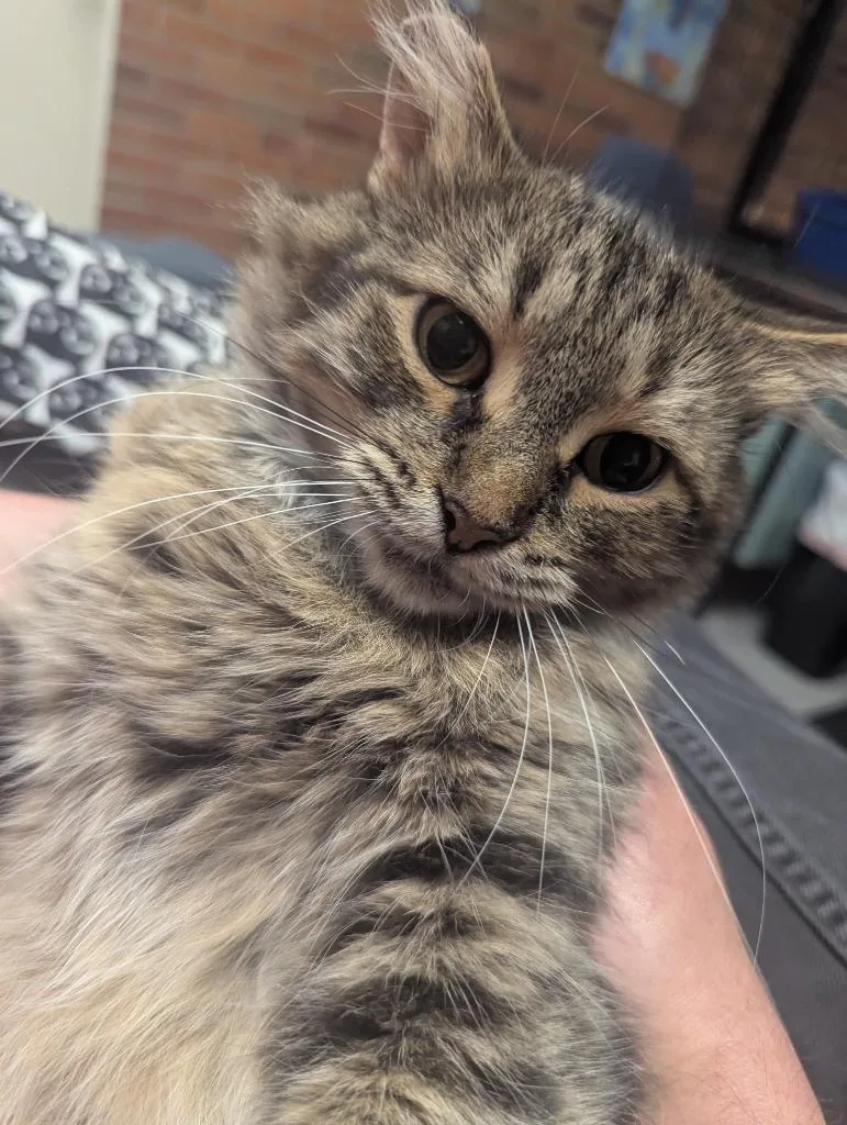 An adult medium-sized female Domestic Medium Hair cat named Felicity for adoption in Muskegon, MI