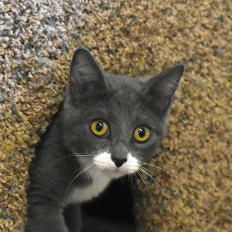 A baby small-sized female Domestic Short Hair cat named Ember for adoption in Auburn, NE