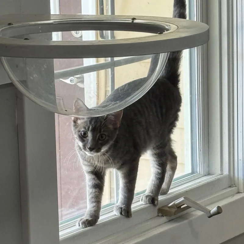 A baby small-sized female Gray / Blue / Silver Domestic Short Hair cat named Smurfette for adoption in Roselle, IL