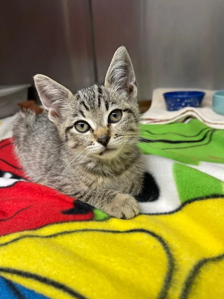 A baby small-sized female Domestic Short Hair cat named Princess Luna for adoption in Grants Pass, OR