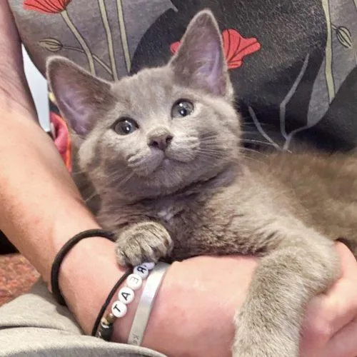 A baby small-sized male Gray / Blue / Silver Domestic Short Hair cat named Brimstone for adoption in Knoxville, TN