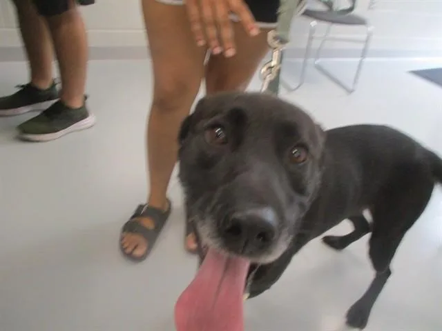 An adult medium-sized male Labrador Retriever dog named A for adoption in Ocala, FL