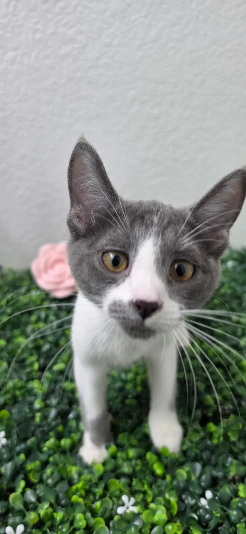 A baby medium-sized female Gray & White Domestic Short Hair cat named Willow for adoption in Las Vegas, NV