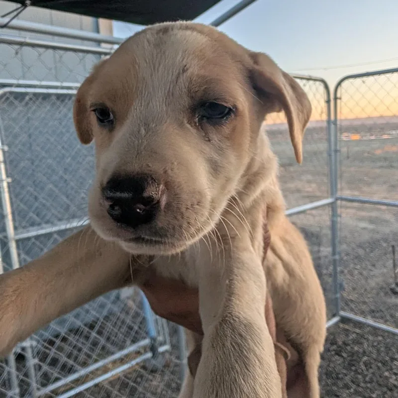 A baby small-sized female Yellow / Tan / Blond / Fawn Mixed Breed dog named Dolly for adoption in Spanish Fork, UT
