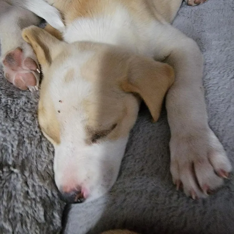 Dolly thumbnail 2