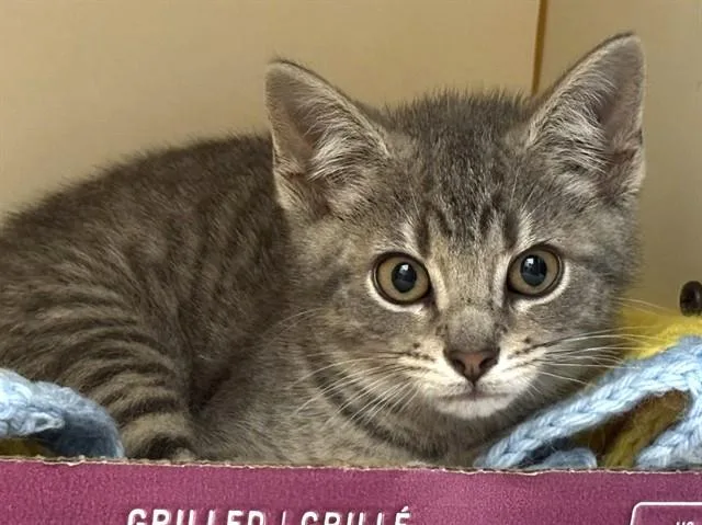 A baby medium-sized male Domestic Short Hair cat named Bolt for adoption in Boston, MA