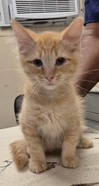 A baby small-sized male Domestic Short Hair cat named Nacho for adoption in Lodi, CA