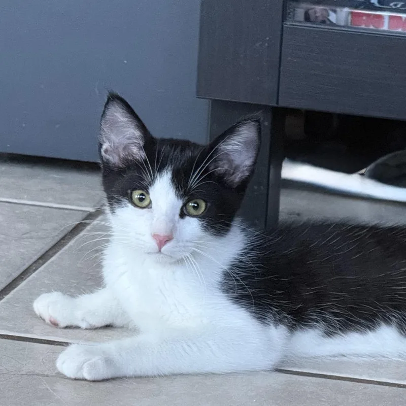 A baby small-sized female Black Domestic Short Hair cat named Petra for adoption in Los Angeles, CA