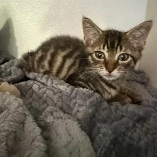 A baby small-sized male Gray / Blue / Silver Domestic Short Hair cat named Micah Handlogten for adoption in Fernandina Beach, FL