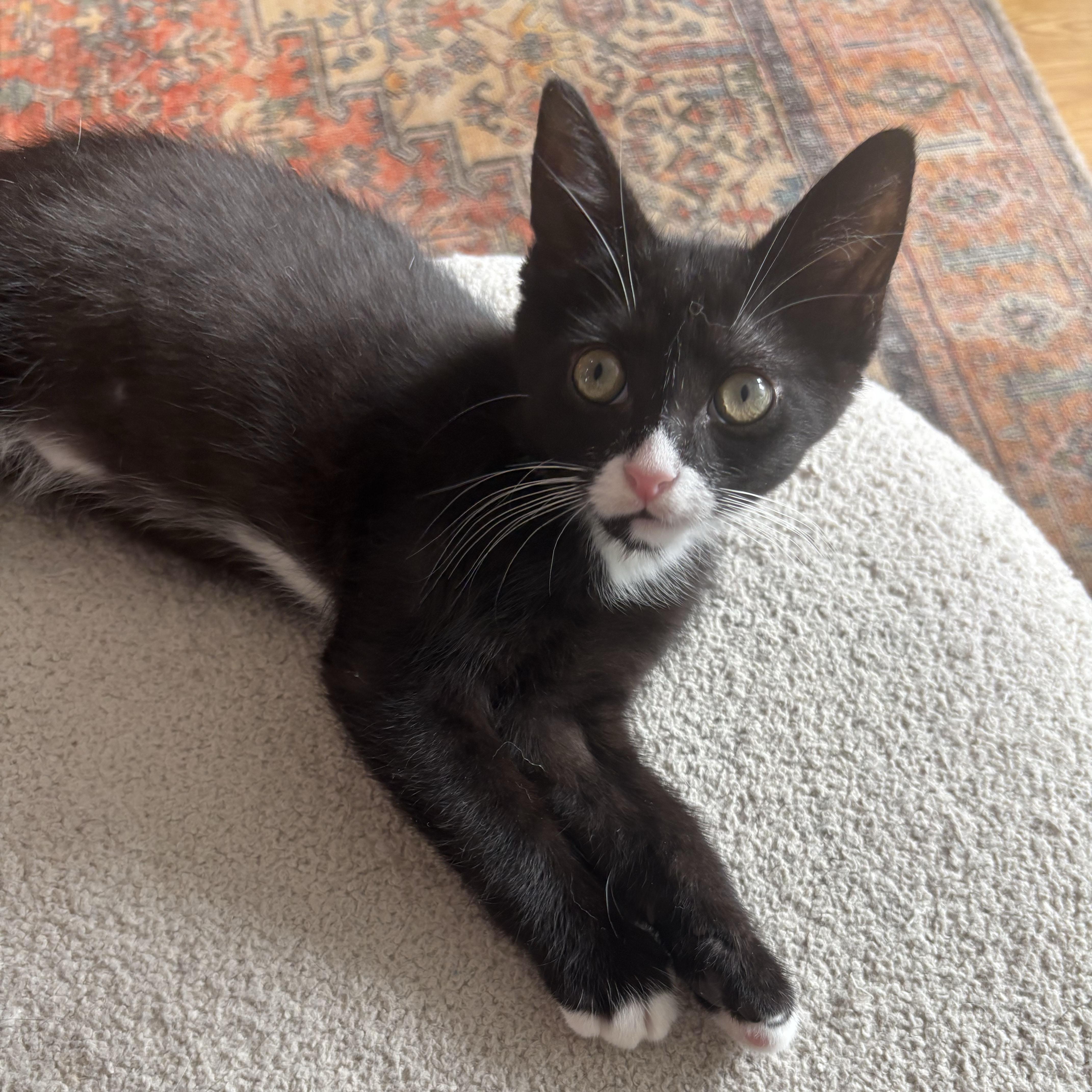 A baby medium-sized male Black & White / Tuxedo Domestic Short Hair cat named Shane for adoption in BROOKLYN, NY