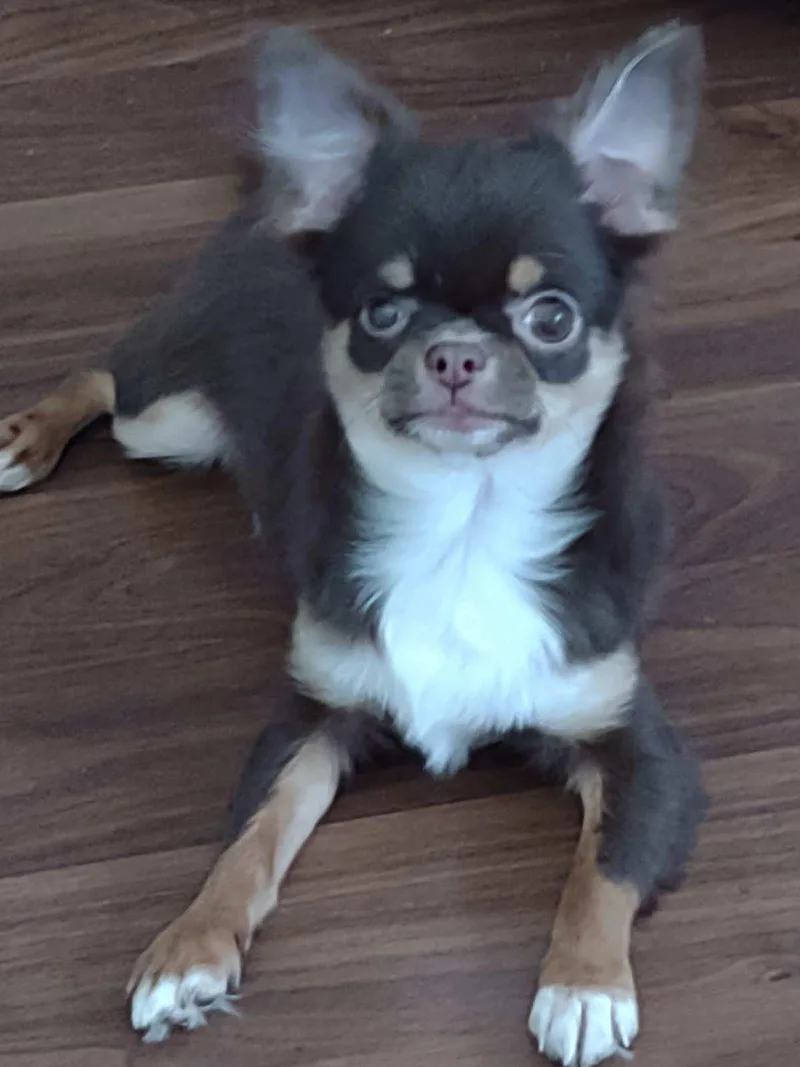 A young small-sized male Chihuahua dog named Frankie for adoption in Sioux Falls, SD