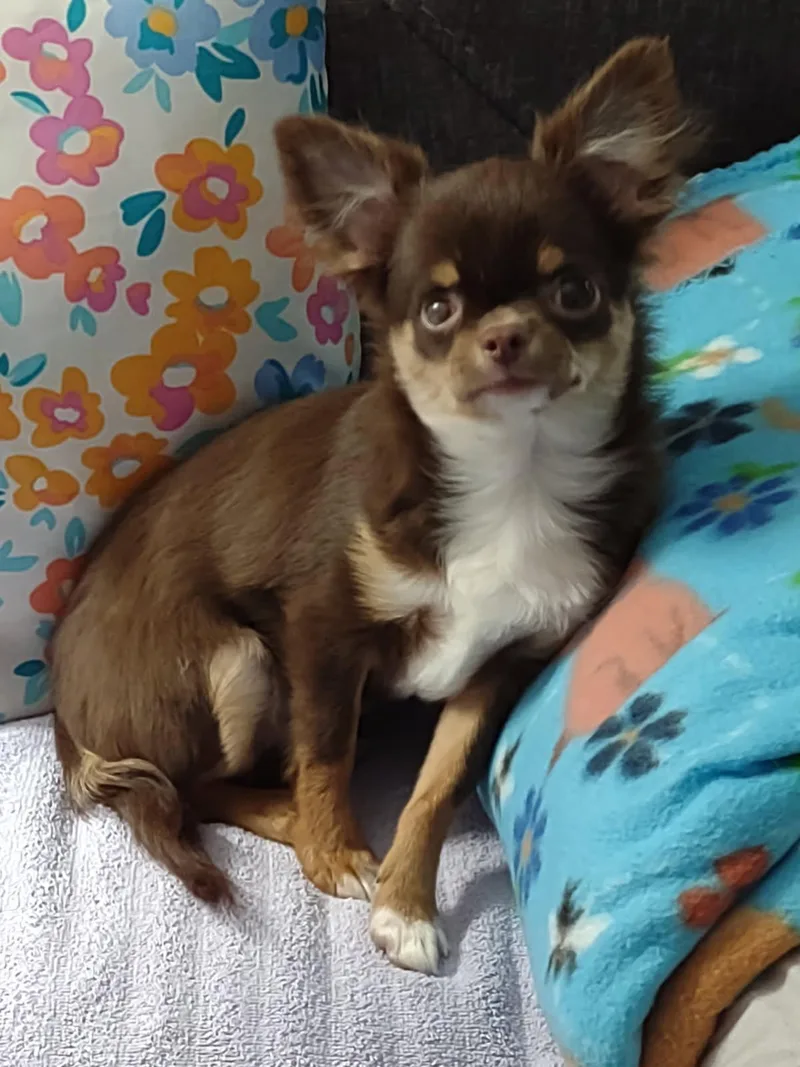 Frankie thumbnail 2