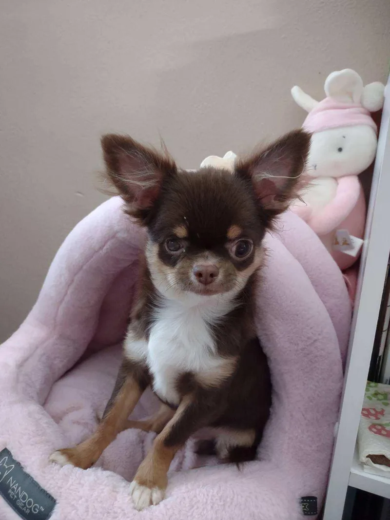 Frankie thumbnail 3