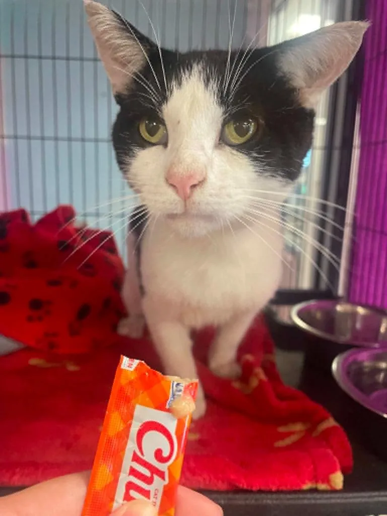 An adult medium-sized male Domestic Short Hair cat named James Bond for adoption in Hamilton, OH