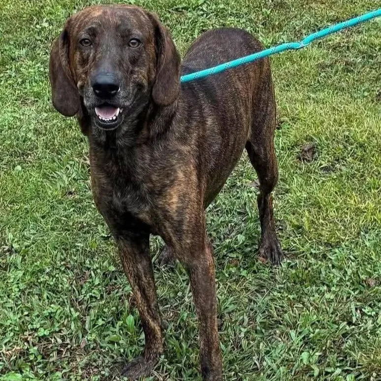 An adult large-sized male Plott Hound dog named Murphy for adoption in Washington, PA