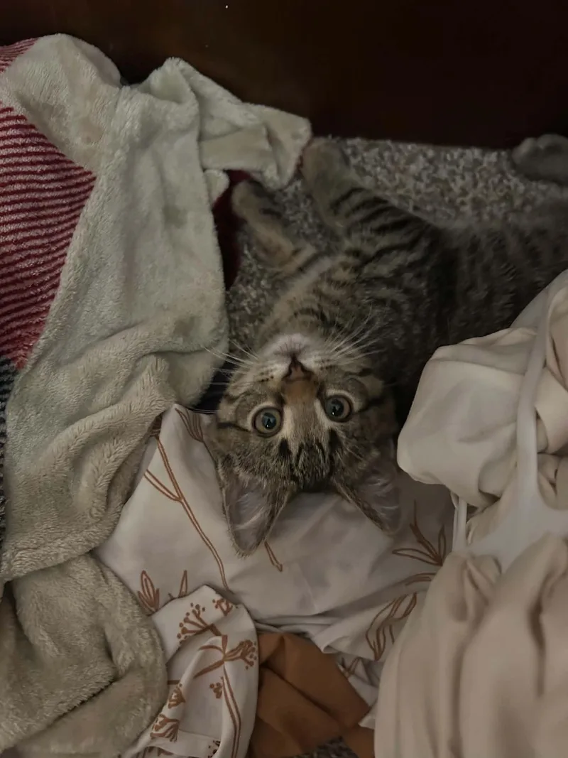 A baby small-sized female Domestic Short Hair cat named Morrigan for adoption in Milwaukee, WI