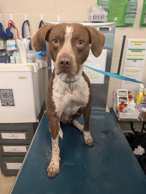 An adult medium-sized male Brown / Chocolate German Shorthaired Pointer dog named Beckham for adoption in Mobile, AL