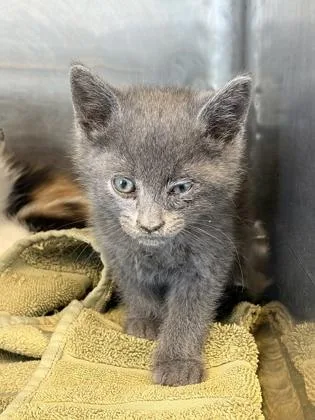 A baby small-sized male Gray / Blue / Silver Domestic Medium Hair cat named Luffy for adoption in El Paso, TX