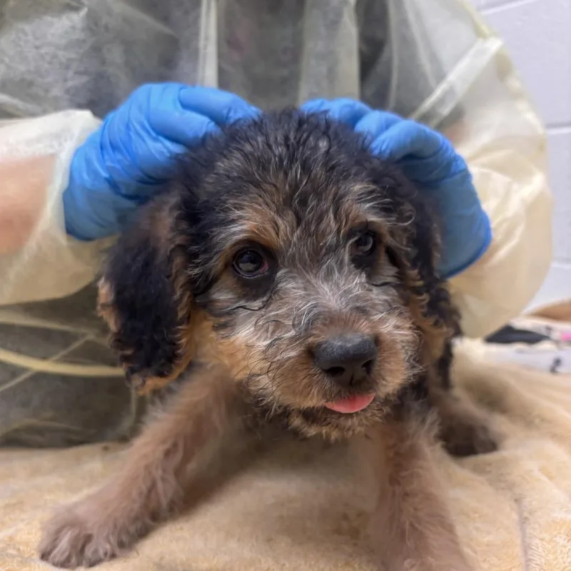 A baby small-sized male Mixed Breed dog named Dawg for adoption in Murray, UT