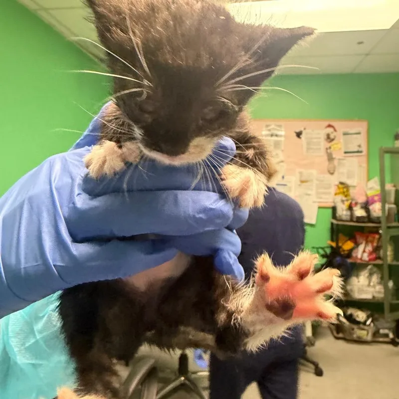 A baby small-sized female Black Domestic Short Hair cat named Alex for adoption in Philadelphia, PA