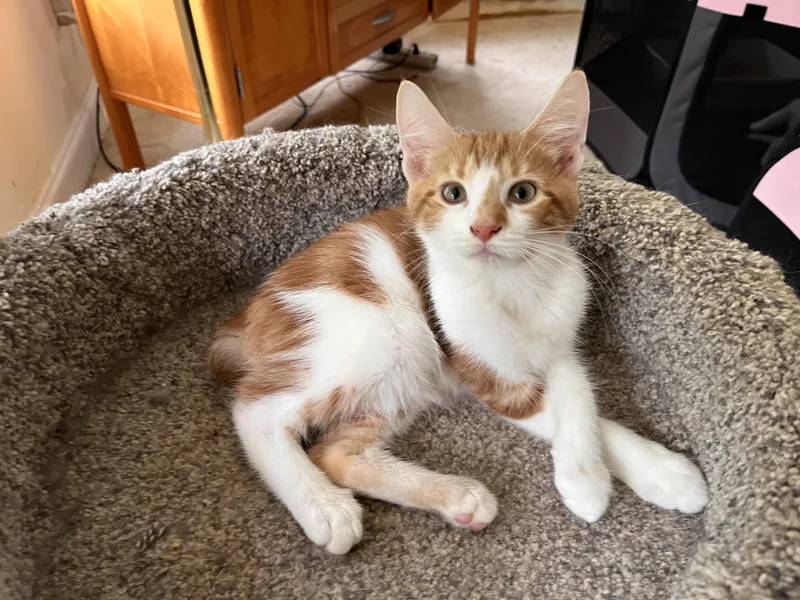 A baby medium-sized male American Bobtail cat named Picante for adoption in Landenberg, PA