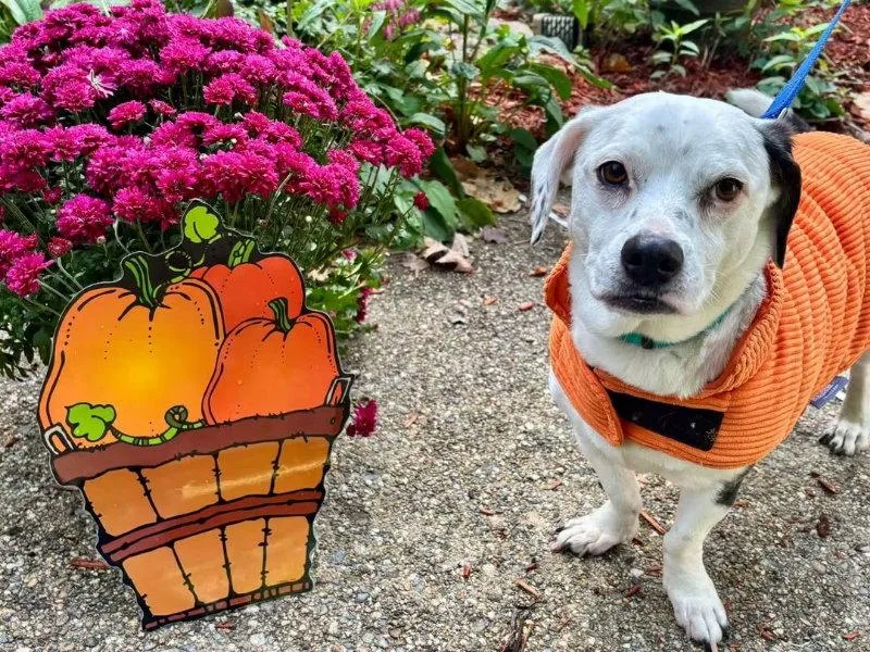 A senior medium-sized male Basset Hound dog named Charlie for adoption in East Derry, NH
