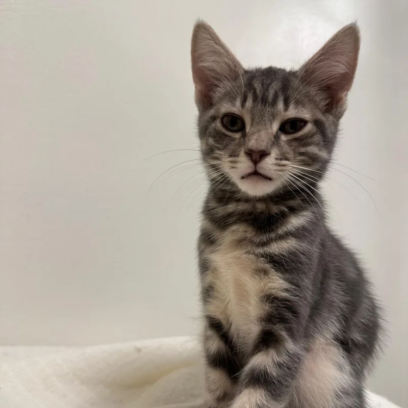 A baby small-sized male Gray / Blue / Silver Domestic Short Hair cat named Grandpa's Coin Collection for adoption in York, PA