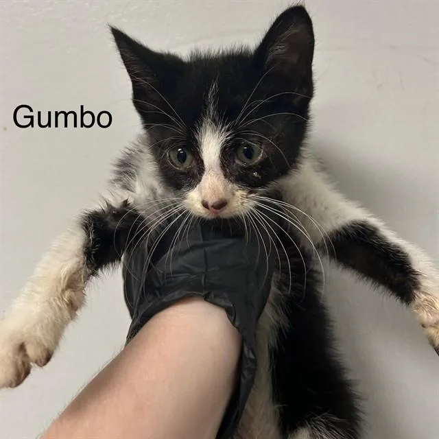 A baby small-sized male Domestic Short Hair cat named Gumbo for adoption in Lincolnton, NC