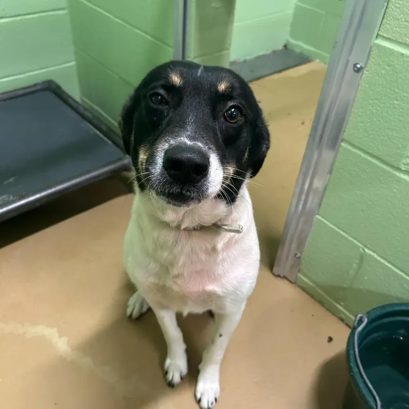 An adult medium-sized male White / Cream Smooth Collie dog named Finn for adoption in Corpus Christi, TX