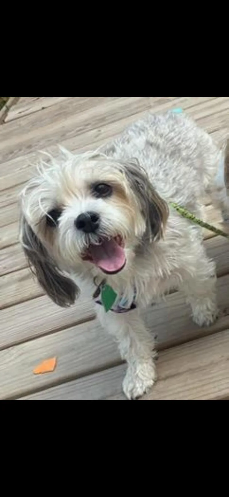A senior small-sized female Shih Tzu dog named Rusty & Luna for adoption in Harrisburg, PA