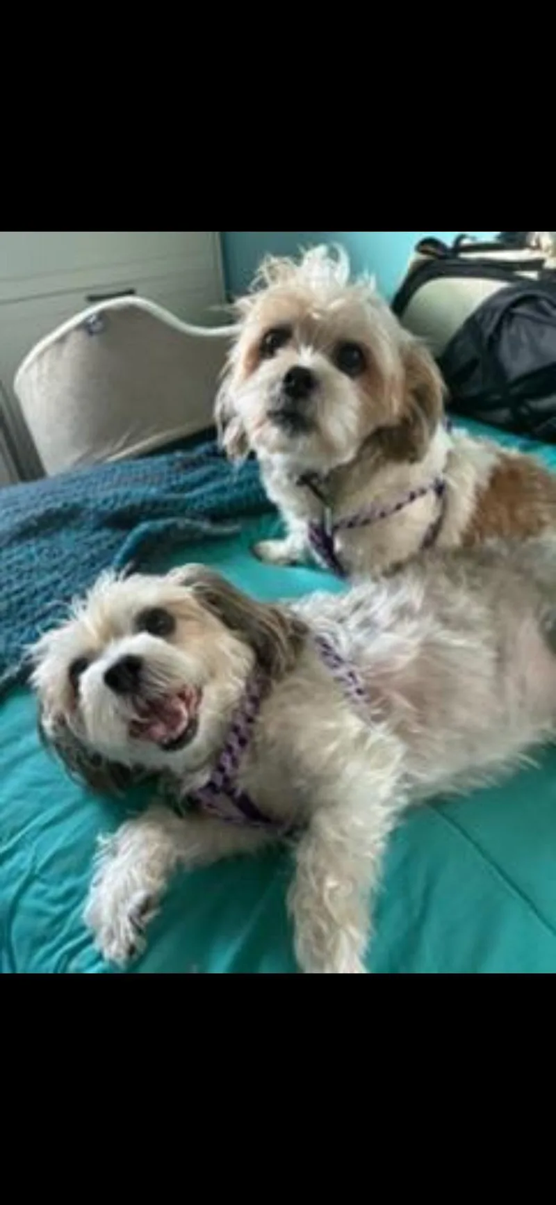 Rusty & Luna thumbnail 2