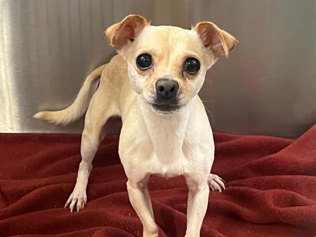 A young medium-sized male Chihuahua dog named Philly for adoption in Tustin, CA