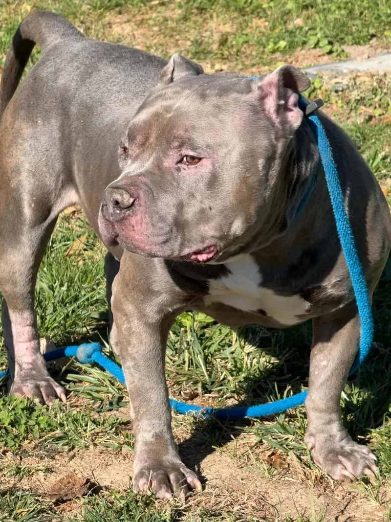 An adult large-sized male Gray / Blue / Silver Pit Bull Terrier dog named Titan for adoption in Springfield, IL