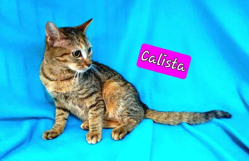 Calista thumbnail 3