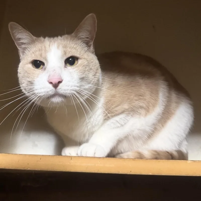 A senior small-sized male Domestic Short Hair cat named Spirit for adoption in Bismarck, ND