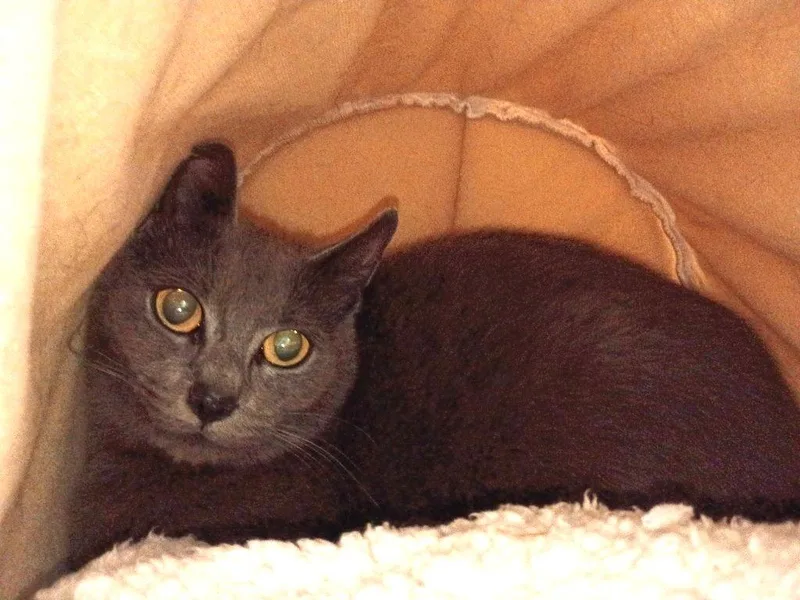 A baby medium-sized female Domestic Short Hair cat named Smokey for adoption in Hardeeville, SC