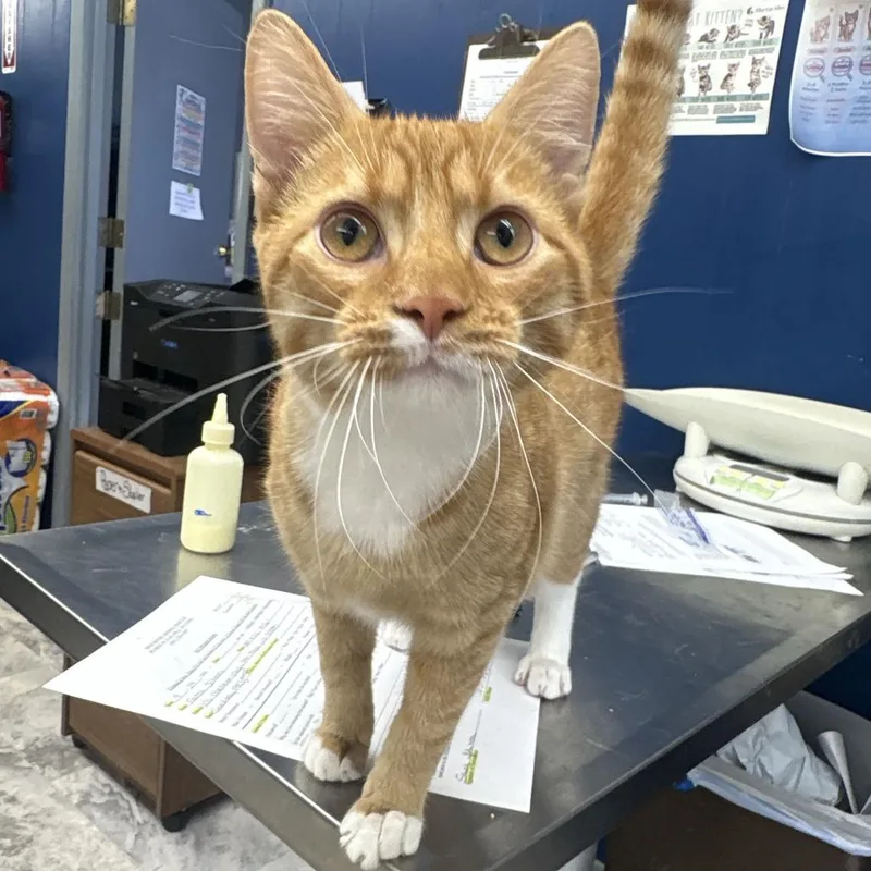 A baby medium-sized male Orange / Red Domestic Short Hair cat named Silas for adoption in Oak Hill, WV