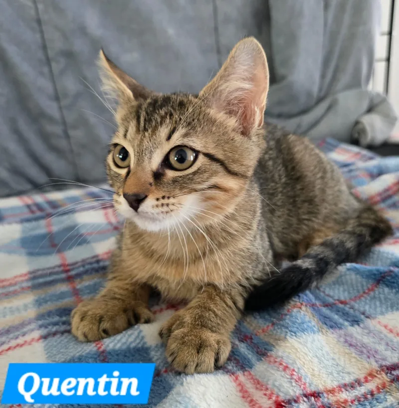A young medium-sized male Tabby (Brown / Chocolate) Tabby cat named Quentin for adoption in miami, FL
