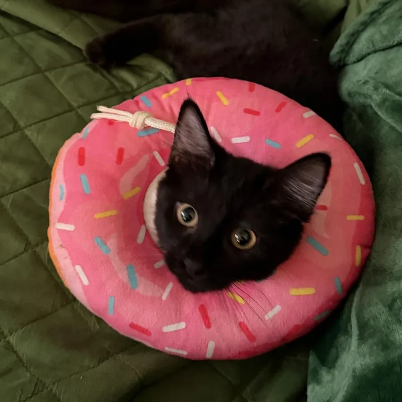 A baby small-sized female Black Domestic Short Hair cat named Charm for adoption in Los Angeles, CA