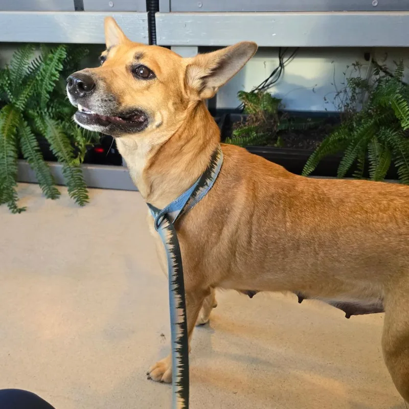 A young medium-sized female Brown / Chocolate Cattle Dog dog named MilkyWay for adoption in West Point, MS