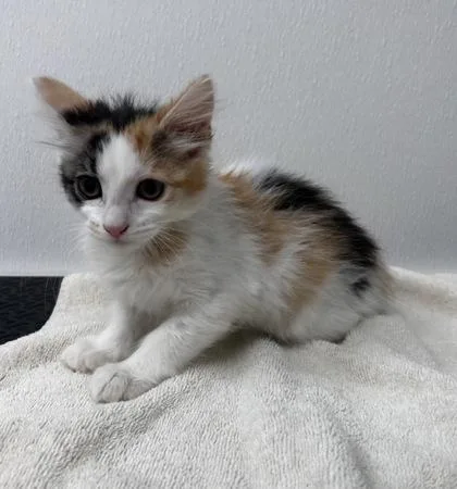 A baby small-sized female Domestic Medium Hair cat named Easel for adoption in Phoenix, AZ