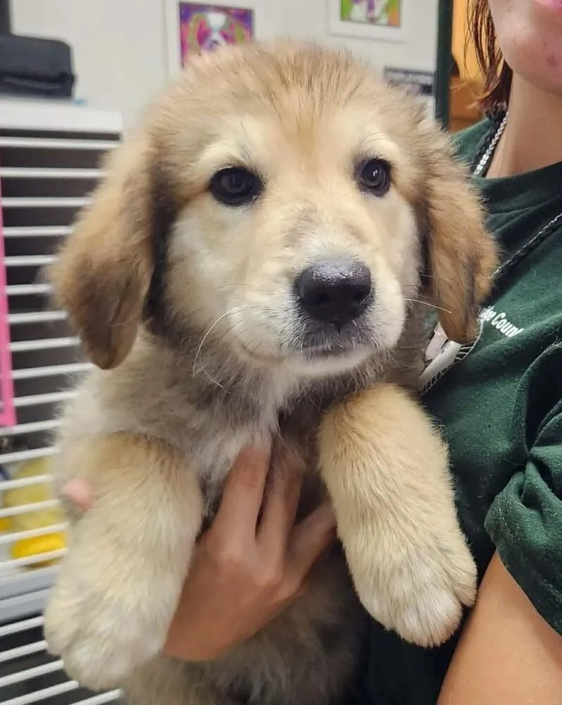 A baby large-sized female Great Pyrenees dog named Ginger for adoption in Peoria, IL
