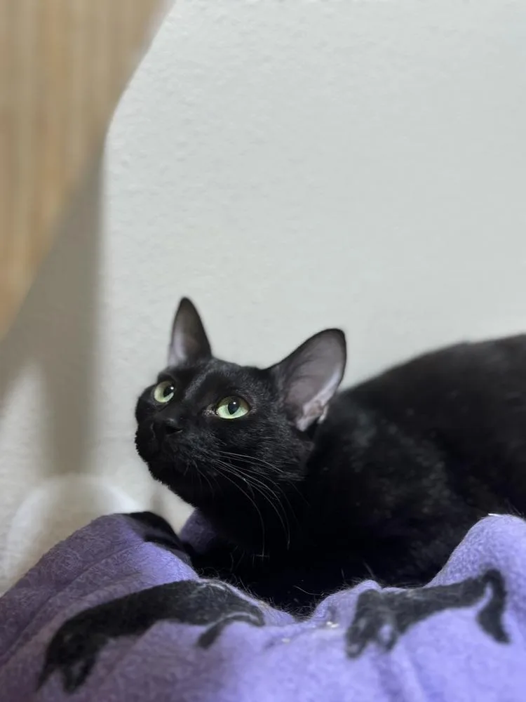 A young medium-sized female Domestic Short Hair cat named Kisha for adoption in Dallas, TX