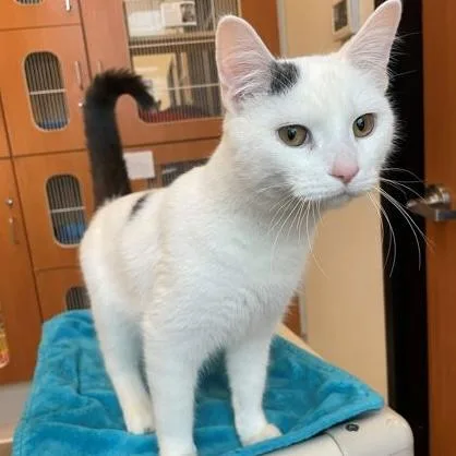 A young medium-sized male White Domestic Short Hair cat named Ralph for adoption in Rochester, MN