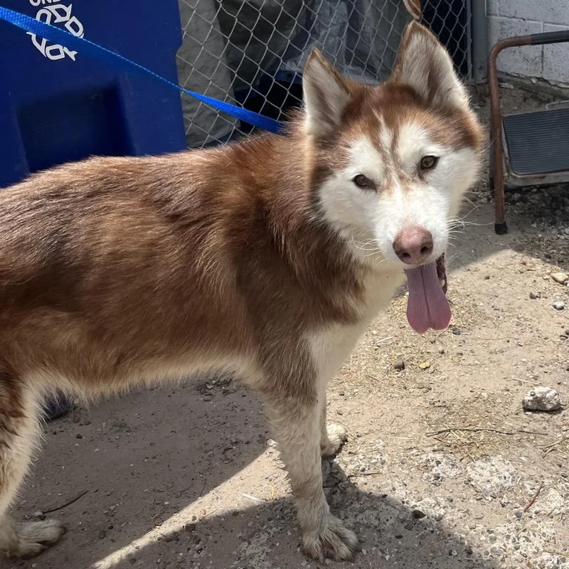 An adult medium-sized female Brown / Chocolate Husky dog named Avery for adoption in Edinburg, TX