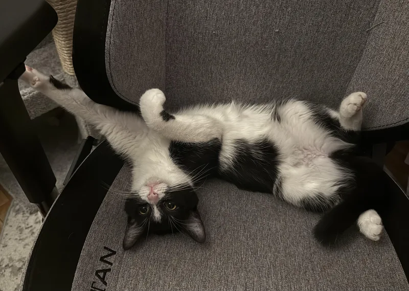 A young medium-sized female Black & White / Tuxedo Domestic Short Hair cat named Blossom  CHOW HOUND for adoption in Grand Rapids, MI