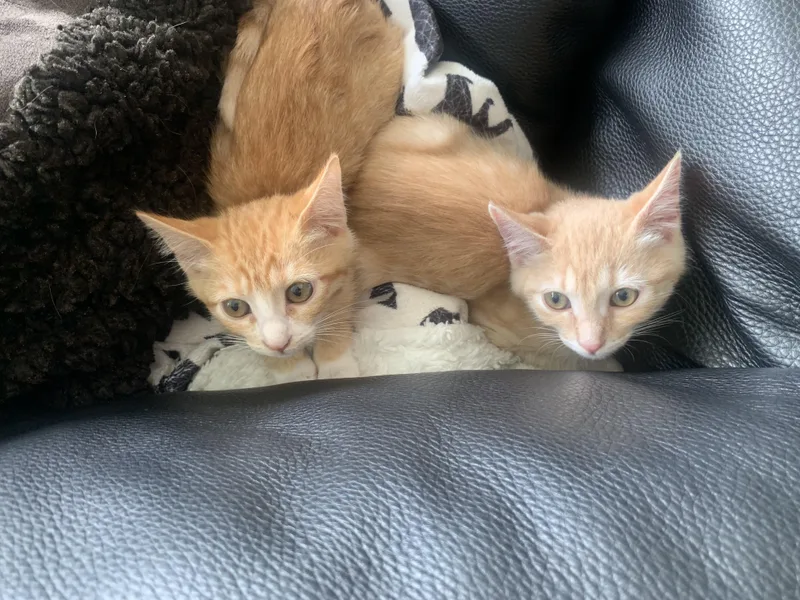 Ginger
