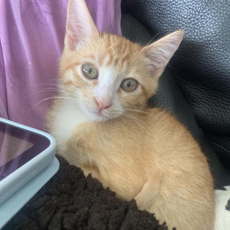 Ginger thumbnail 2