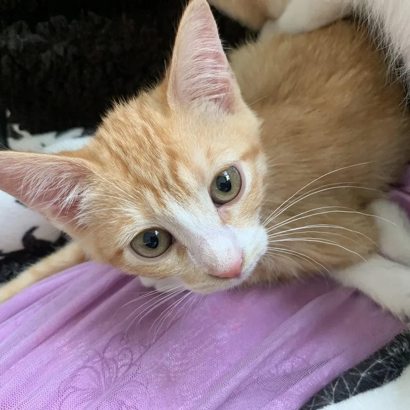 Ginger thumbnail 3