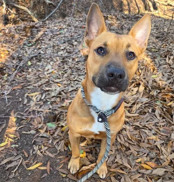 A young medium-sized female German Shepherd Dog dog named Carmine for adoption in Charlotte, NC
